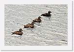 haahkat Common Eider * 3872 x 2592 * (6.48MB)